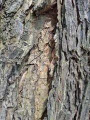 Zoom in bark of a tree