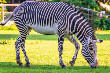 Grevy's zebra, lat Equus grevyi, also known as the imperial zebra eats green grass.