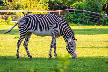 Grevy's zebra, lat Equus grevyi, also known as the imperial zebra eats green grass.