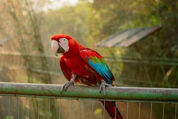 Scarlet Macaw Perched in a biodome park