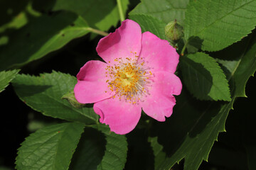 Close-up of the pink flower of a Climbing Prairie Rose (Rosa setigera), a pretty wildflower native to Ohio. 
