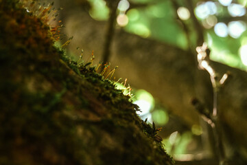 moss on tree trunk