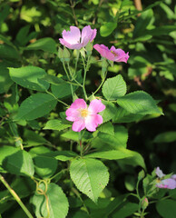 A few flowers of the native North American wildflower Climbing Prairie Rose (Rosa setigera) growing in a sunny patch. 
