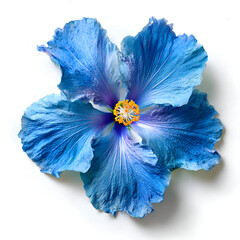 Close-up of a vibrant blue hibiscus flower with delicate petals, isolated on a white background.