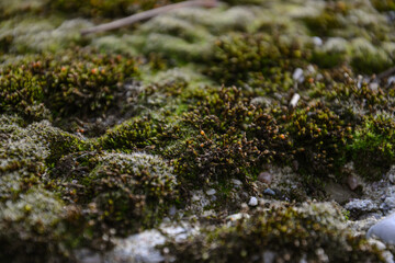 moss on stone