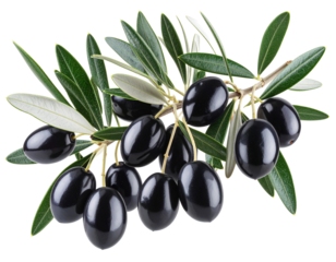 Olive Tree Branch with Ripe Black Olives and Textured Leaves, isolated on transparent background