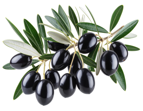 Olive Tree Branch with Ripe Black Olives and Textured Leaves, isolated on transparent background