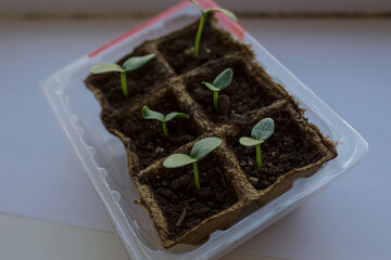 young tomato seedlings planted in peat pots, located on the windowsill of a farmhouse. Hobby of a...