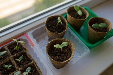 young tomato seedlings planted in peat pots, located on the windowsill of a farmhouse. Hobby of a...