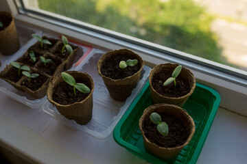 young tomato seedlings planted in peat pots, located on the windowsill of a farmhouse. Hobby of a...