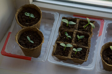 young tomato seedlings planted in peat pots, located on the windowsill of a farmhouse. Hobby of a...