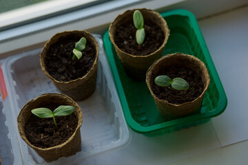 young tomato seedlings planted in peat pots, located on the windowsill of a farmhouse. Hobby of a...