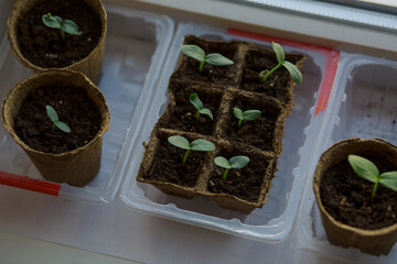 young tomato seedlings planted in peat pots, located on the windowsill of a farmhouse. Hobby of a...