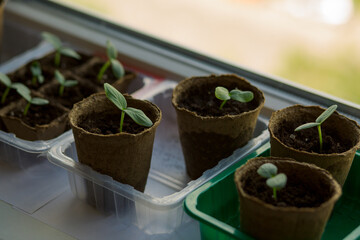 young tomato seedlings planted in peat pots, located on the windowsill of a farmhouse. Hobby of a...