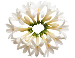Overhead View of Tuberose Flower Arrangement in Circular Pattern, isolated on transparent background