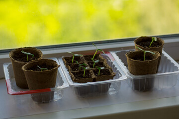 young tomato seedlings planted in peat pots, located on the windowsill of a farmhouse. Hobby of a...