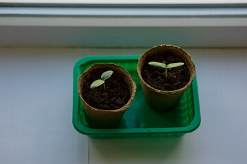 young tomato seedlings planted in peat pots, located on the windowsill of a farmhouse. Hobby of a...