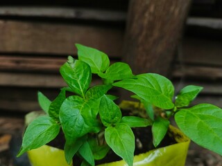 fresh young chili plants in pots