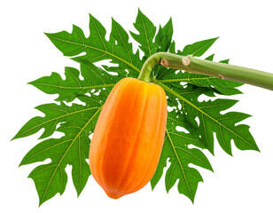 Papaya Tree Branch with Single Ripe Orange Papaya, isolated on transparent background