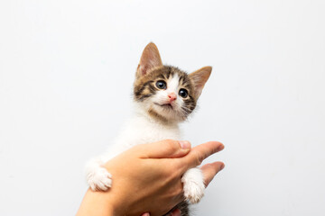A person is gently holding a small brown and white kitten in their hands