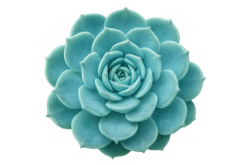 Turquoise succulent displaying intricate leaf symmetry, forming delicate rosette pattern with dense, fleshy foliage against transparent backdrop