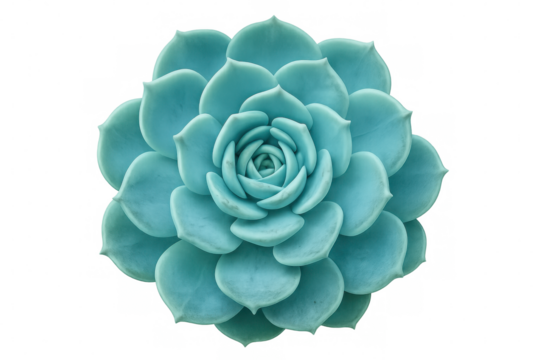 Turquoise succulent displaying intricate leaf symmetry, forming delicate rosette pattern with dense, fleshy foliage against transparent backdrop