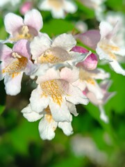 Close-up of delicate white and pink flowers in bloom