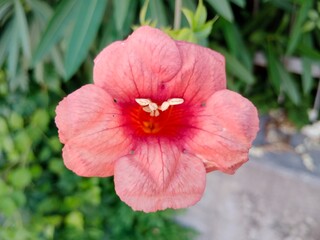 Glowing with coral hues, the trumpet vine bloom stands alone in delicate perfection, radiating...