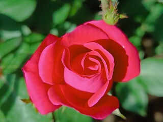 A vibrant red rose in full bloom, captured in a close-up shot.
