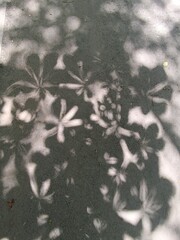 Shadows of chestnut leaves on asphalt