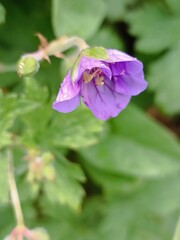 Closeup of a vibrant purple geranium flower with water droplets
