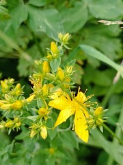 A close-up of St. John's wort flowers in bloom, showcasing vibrant yellow petals