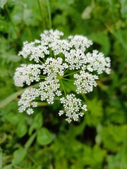 Close-up of a beautiful Queen Anne's Lace wildflower blooming in a field