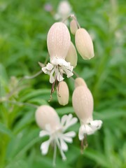 Close-up of Silene Vulgaris Flowers in a Garden Setting