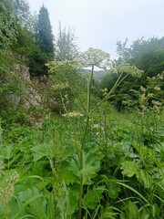 Giant Cicuta virosa plant in its natural environment