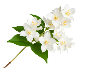 Single Jasmine Stem with White Star-Shaped Flowers, isolated on transparent background
