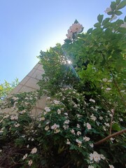 Pyramid and Roses Under the Sun