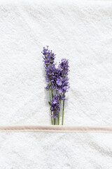 Lavender sprig on cotton fabric, terry material, blouse, bodysuit. Lavender in а pocket. Softener, fragrance for clothes concept.
