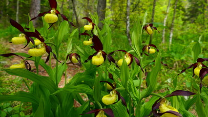 Frauenschuh Bl&uuml;te, Cypripedium calceolus (23)