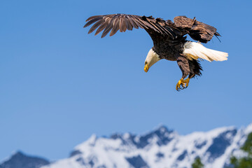 Bald Eagle Hunting in Alaska