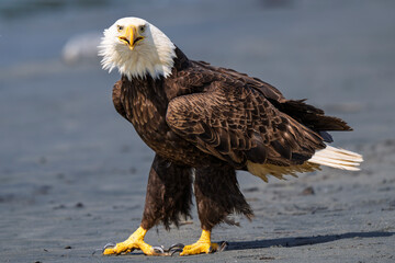 Bald Eagle Hunting in Alaska