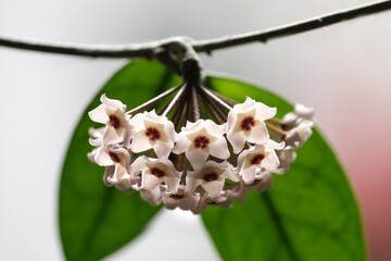 Beautiful flowers Hoya carnosa Pink - waxflower, pink-flowered nectar-rich exotic climber-trailer, native to Australia. 