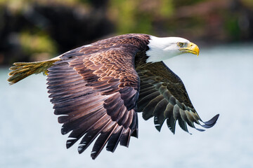 Bald Eagle Hunting in Alaska