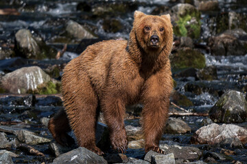 Brown Bear Swimming Scavenging and Swimming in Alaska