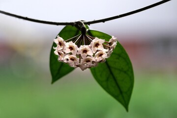 Beautiful flowers Hoya carnosa Pink - waxflower, pink-flowered nectar-rich exotic climber-trailer, native to Australia. 