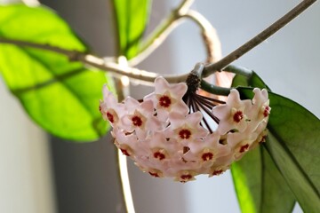 Beautiful flowers Hoya carnosa Pink - waxflower, pink-flowered nectar-rich exotic climber-trailer, native to Australia. 