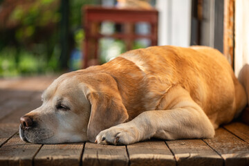 Golden labrador retriever lying down on a wooden porch, enjoying the warm glow of the setting sun, creating a peaceful and idyllic scene