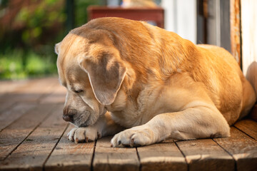 Golden labrador retriever lying down on a wooden porch, enjoying the warm glow of the setting sun,...