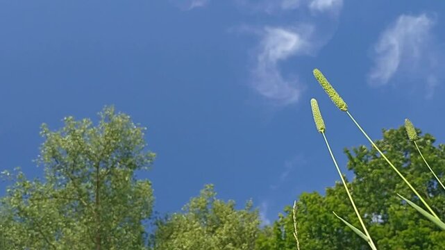 beautiful summer (spring) landscape, with green trees and grass against a blue sky