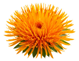 Single Safflower Bloom with Spiky Orange Petals, isolated on transparent background